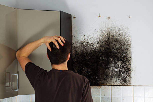 Best Local Mold Removal Service  in Mathews, LA
